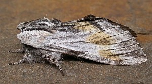 Tawny Prominent - Harpyia milhauseri © Teresa Farino